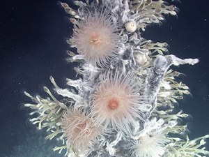 科学家发现南极2400米深处“消失的世界”(图)