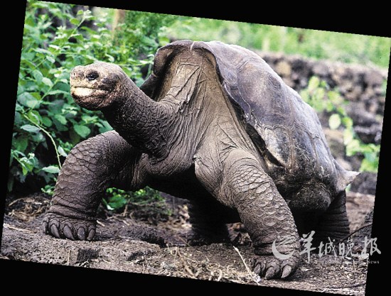 象龟孤独乔治孤独辞世