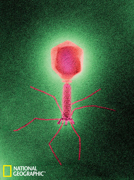 窥视神秘微观世界:噬菌体数量远超宇宙恒星_金羊网科技