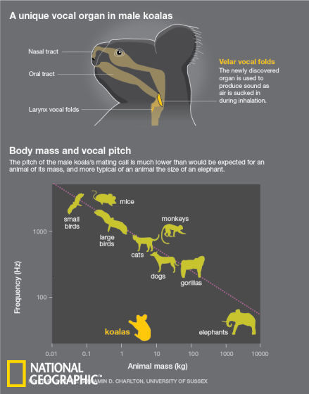 上图：在雄性树袋熊身上，软腭声带是新发现的独特发声器官，利用该器官，树袋熊会使吸气时吸入的气流发出声音。下图：身体重量与声调的关系。雄性树袋熊求偶时发出的声音比同样体重的其他动物要低得多，同样低沉的声调在跟大象一般大小的动物中才更为常见。
