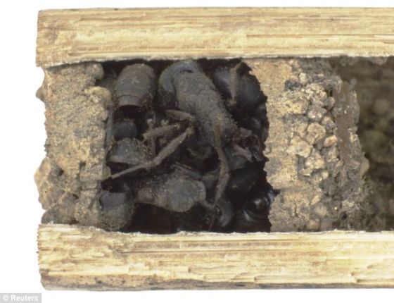 骨头屋黄蜂巢穴最外面的门口巢室填满死蚁。