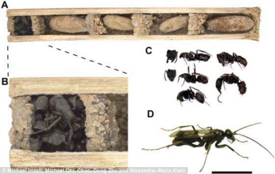 黄蜂（D）在森林植被的地上中空腔室内筑巢。它们就好像木栖甲虫幼虫（A）的中空隧道。黄蜂巢穴由一连串雌黄蜂建造的单个巢室组成。每个巢室都有一个固定在瘫痪蜘蛛身上的黄蜂卵。黄蜂幼虫以它为食。把巢穴和外部世界隔开的最外部巢室（B）是黄蜂用蚂蚁尸体（C）建造一个特殊储藏室的地方。
