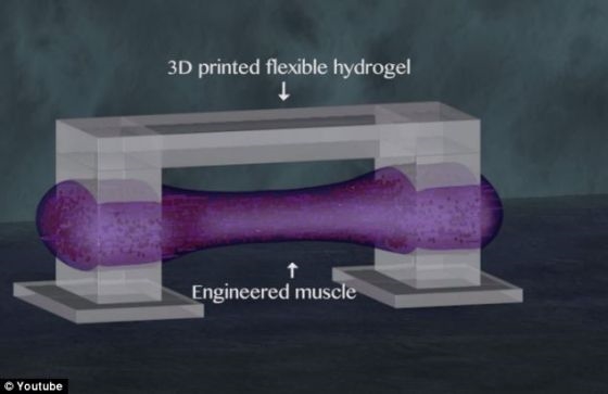 全球首个人造肌肉生物机器人诞生
