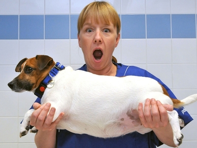 宠物排名前十_排名前十微信头像图片(2)