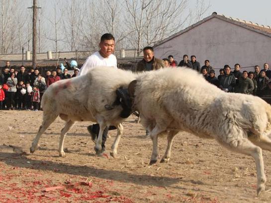 苏鲁豫皖交界斗羊达人聚首沛县武选"羊大王"