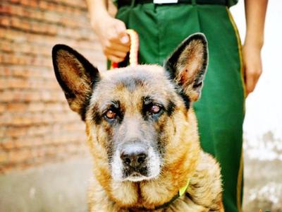 一只军犬的述职报告：我凭什么名震犬圈！
