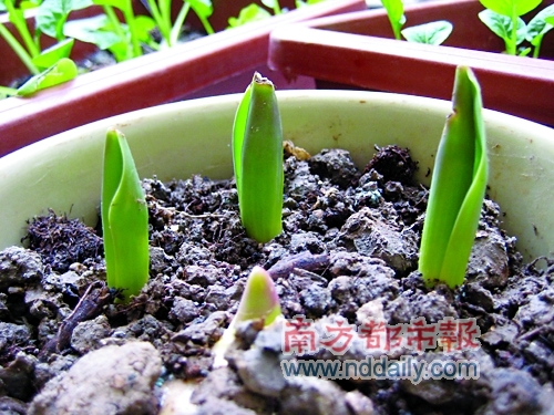 郁金香 被万千宠爱却不娇惯