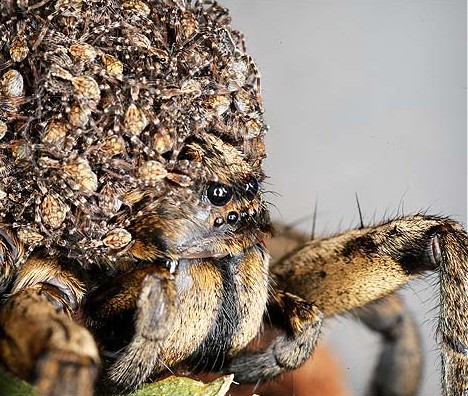 全球最丑的几种动物_洪文旭