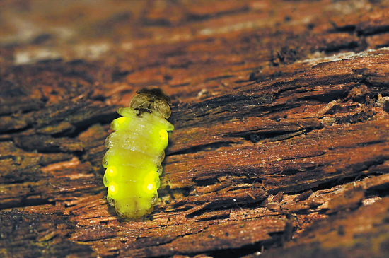 萤火虫的幼虫也会发光