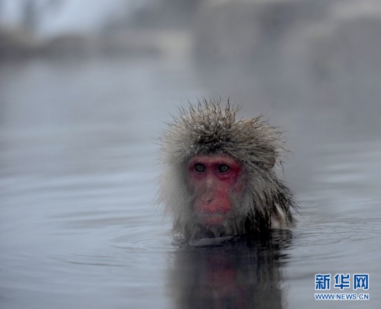 盘点动物界的表情帝：日本猴哥泡温泉最销魂