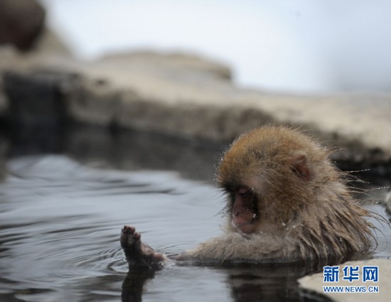 盘点动物界的表情帝：日本猴哥泡温泉最销魂