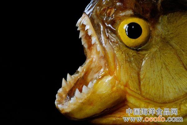 徐州云龍湖有食人魚_徐州云龍湖殉情男女_徐