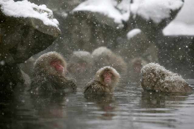 地狱谷中享受温泉的日本猕猴_金羊网文化
