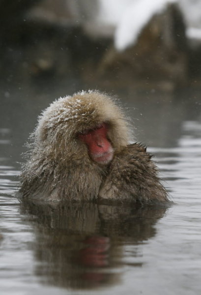 地狱谷中享受温泉的日本猕猴_金羊网文化
