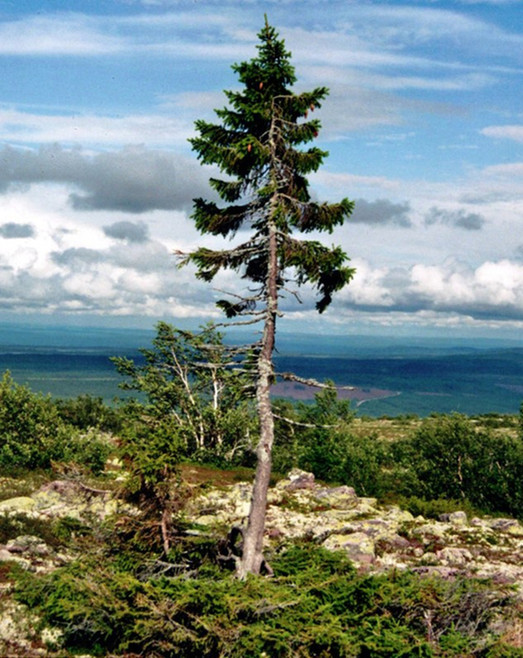 瑞典中部发现世界最古老树木 9500岁还继续生长