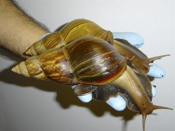 巨型非洲蜗牛入侵美国 长0.4米能吞噬房屋(图)