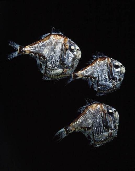 点18种相貌奇特的动物:自体发光深海银斧鱼_金