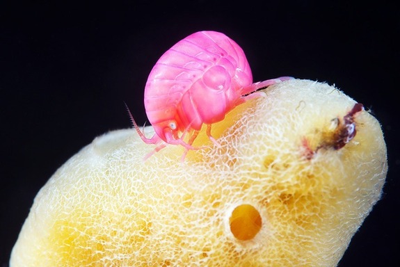 神奇缤纷的白海水下生物：无脊椎动物模样奇特