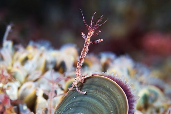 神奇缤纷的白海水下生物：无脊椎动物模样奇特