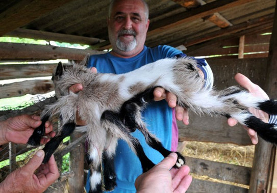 克罗地亚农场出生一只雌雄同体的8腿山羊