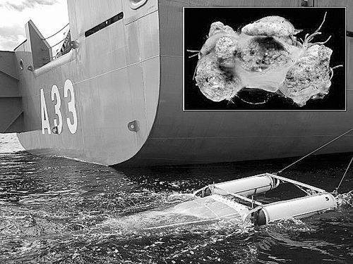 研究称99%海洋塑料或葬身鱼腹 或引起二次污