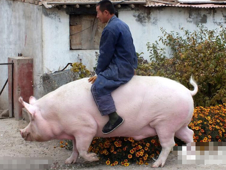 1200斤大母猪被主人当坐骑遛弯