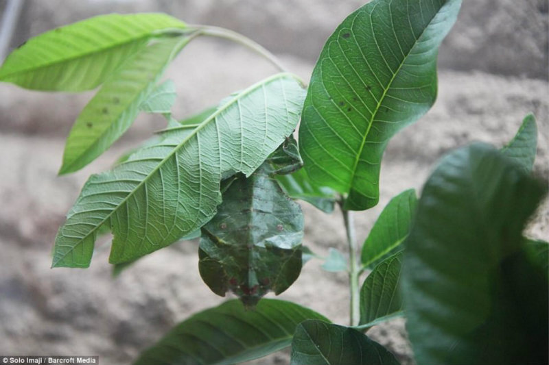 考考你的眼力:找到保护色下的动物_金羊网文化