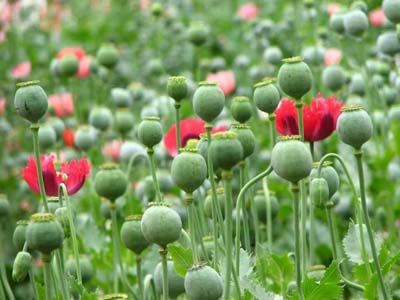 揭秘世界史上十大暴利行业 鸦片私盐最赚钱