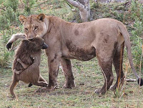 学校发通知要求高中生100%注册为志愿者遭吐