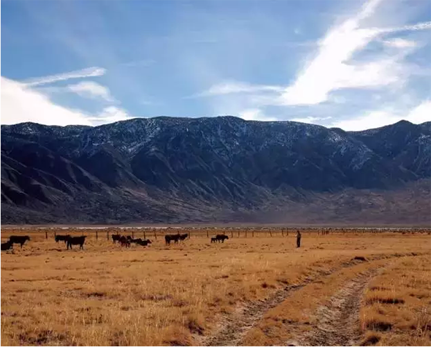 在深泉学院的日子:挤奶杀猪骑马_金羊网教育