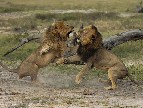 非洲雄狮为争夺"霸权"激烈打斗