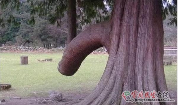 然生殖器结晶(图)