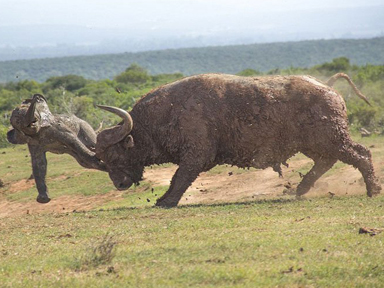 <em>表姐</em>穿着粉色内衣 <em>勾引</em>纯情表弟夜夜情_金羊网