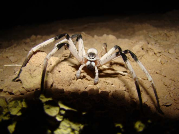 14厘米长罕见大蜘蛛 - 金羊网-华南地区最出色