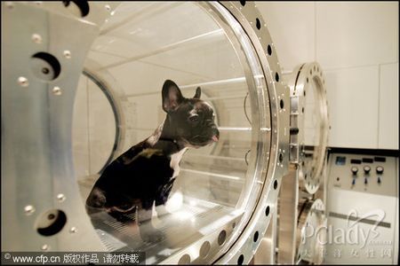 犬疫苗的功能失效原因 - 金羊网-华南地区最出