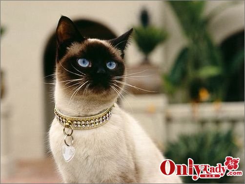 12星座最适合养的宠物猫 - 金羊网-华南地区最