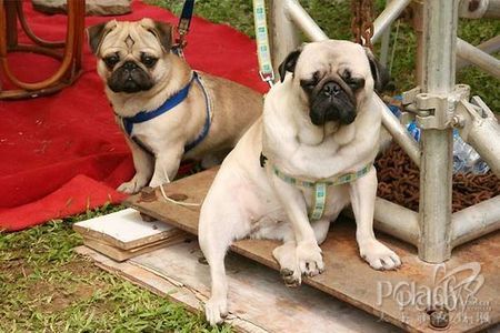 宠物保姆月薪3500仍旧没人干 - 金羊网-华南地