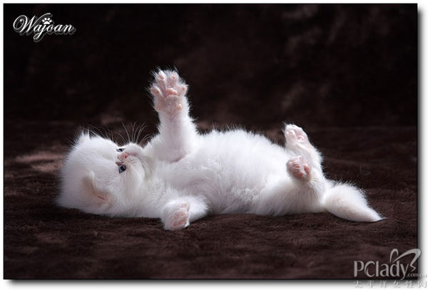 小奶猫枪神纪猫小萌去衣图枪神纪猫小萌邪恶图