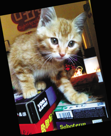 与猫 约会 邂逅 魔术 桌游吧_金羊生活_金羊网