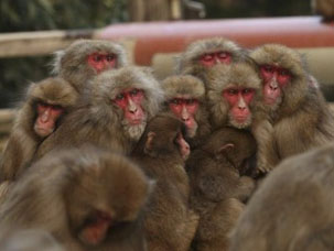 日本遭遇严寒天气 恒河猴抱团取暖