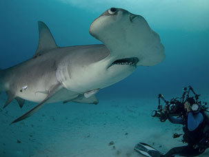 摄影师惊险抓拍双髻鲨骇人利齿