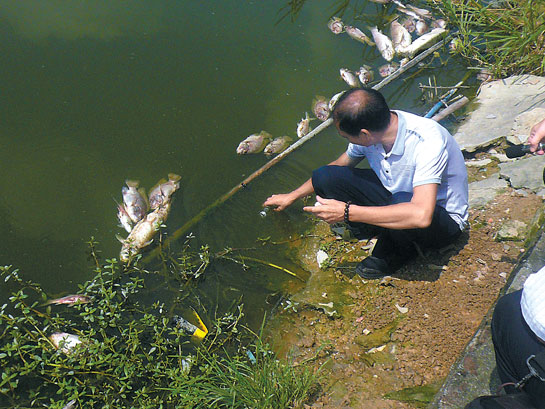  江门：排污口旁发现两万斤死鱼 疑工厂废水池溢出