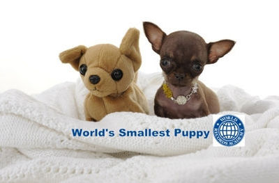  世上最小狗身长9.65厘米(图)