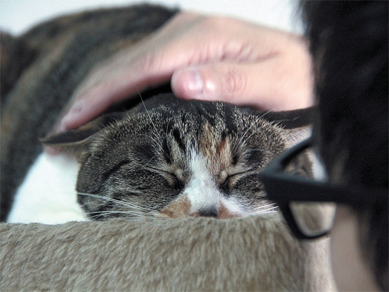  流浪猫温暖的家