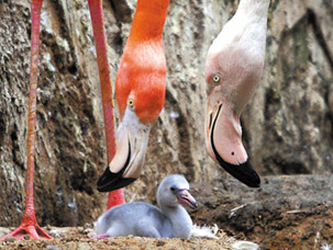  火烈鸟照顾小宝宝