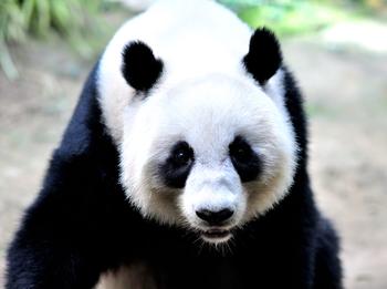  熊猫PK章鱼 中国国宝能否成为“熊猫帝”