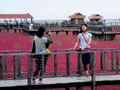  辽宁盘锦“红海滩”奇观吸引众多游客(组图)
