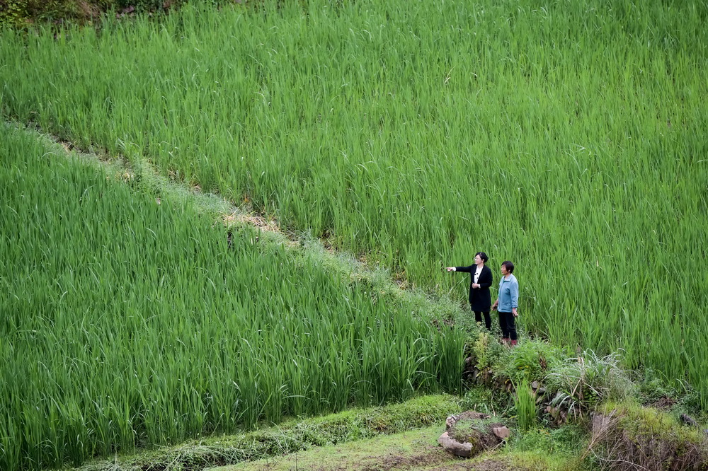 安徽潜山县巍岭乡杨河村第一书记、驻村扶贫工作队长刘和平（左）在茭白田里了解村民的种植情况（5月11日摄）。