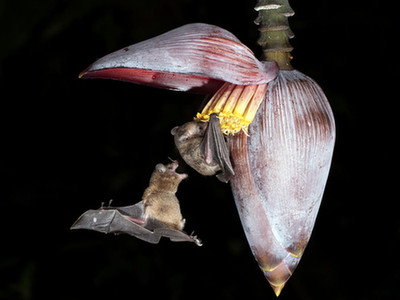  小蝙蝠吸食花粉享用大餐 二货小伙伴咬屁股偷袭
