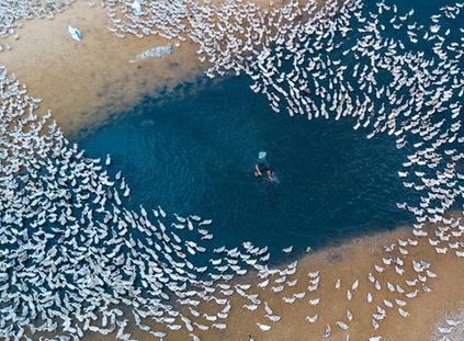  数千白草鸭围绕农夫觅食景象壮观